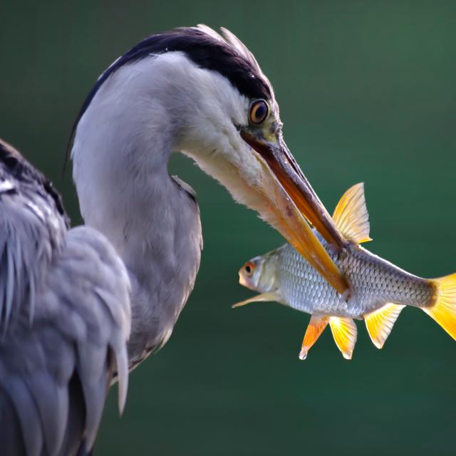 heron-pche.jpg