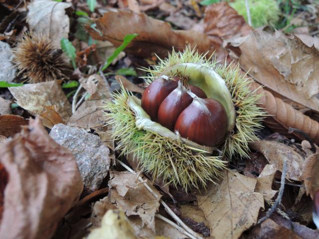 nature-22-tourisme-aubusson-felletin.jpg