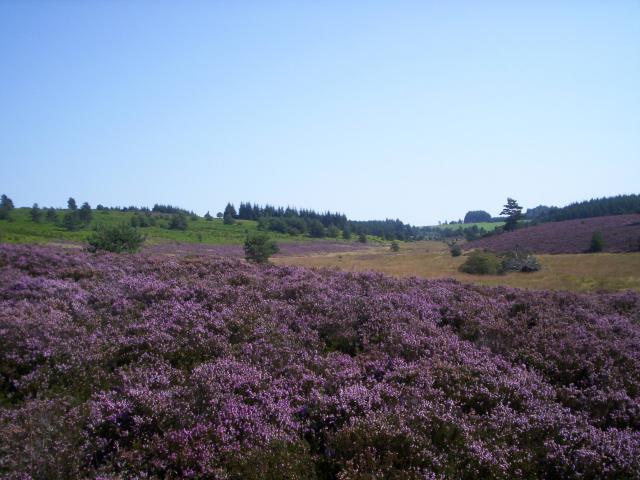 Plateau de Millevaches