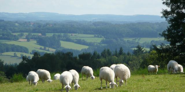 moutons-plateau-de-millevaches.jpg