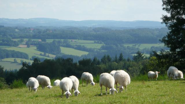 Moutons Plateau De Millevaches