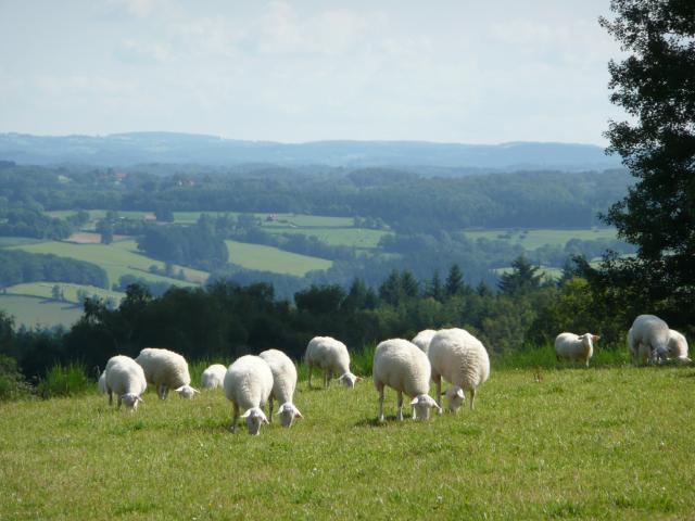 moutons-plateau-de-millevaches.jpg