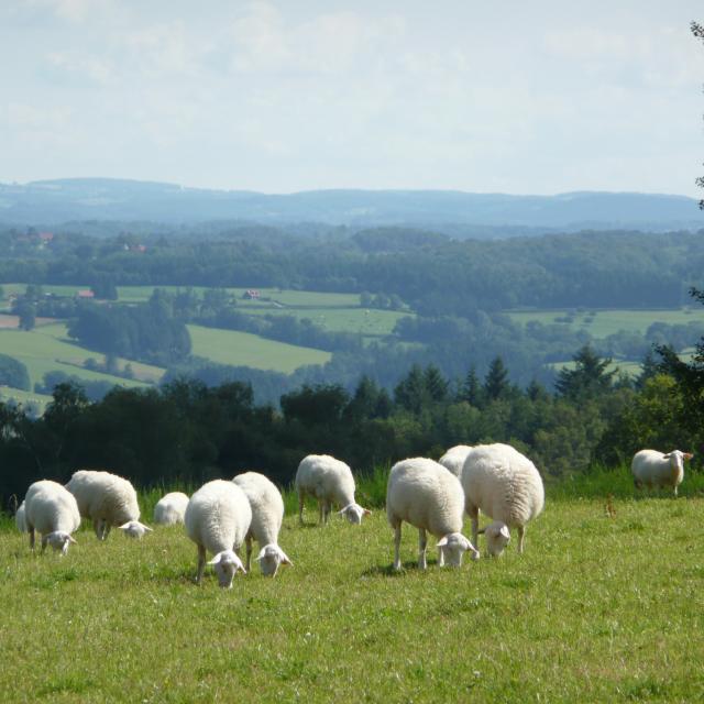 moutons-plateau-de-millevaches.jpg