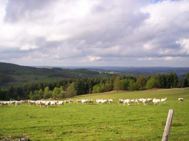 plateau-de-millevaches-troupeau-mouton.jpg