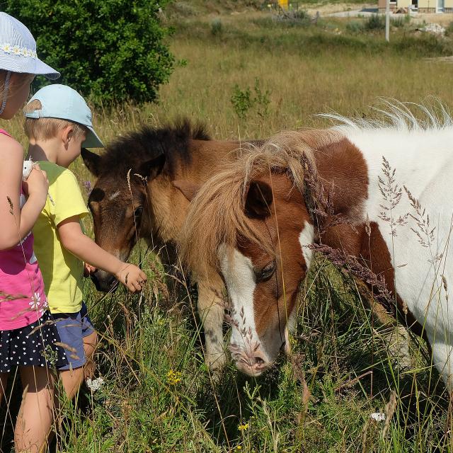 Enfants Poneys