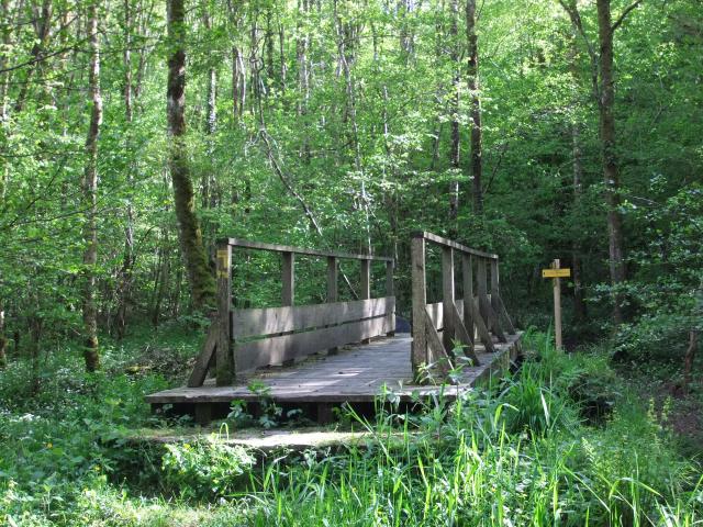 La forêt d'Epagne