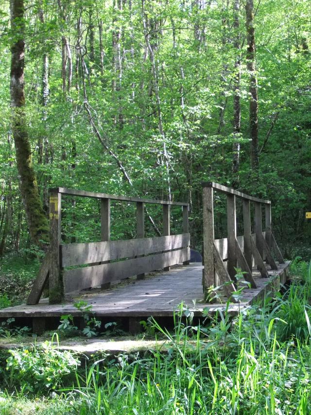 La forêt d'Epagne