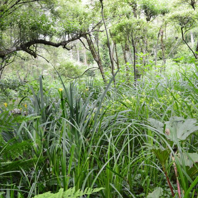 Jardin Clos du Préfons - Crozant