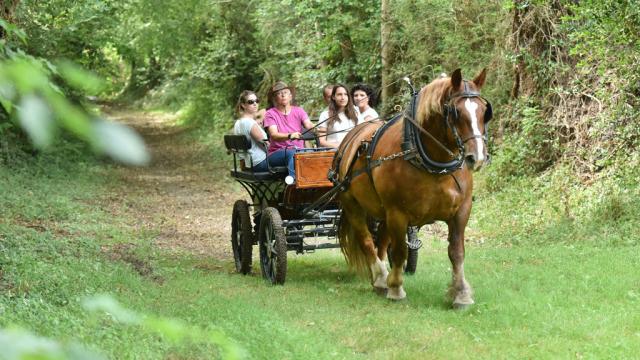 la-celle-dunoise-paradis-pablo-equitation-attelage-j-damase-20164-1024px.jpg