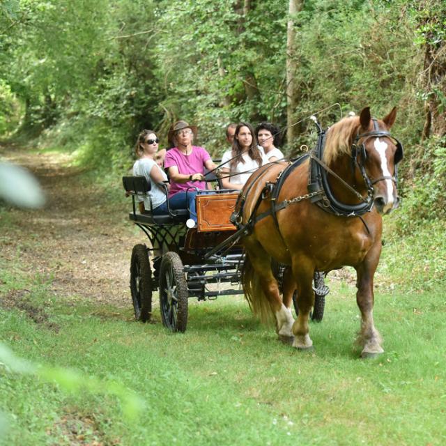 la-celle-dunoise-paradis-pablo-equitation-attelage-j-damase-20164-1024px.jpg