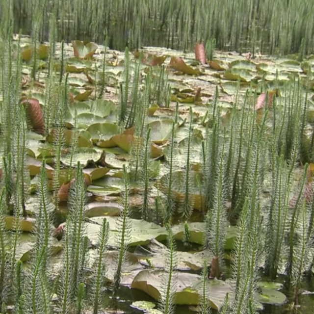 arboretum-de-la-sedelle-2.png