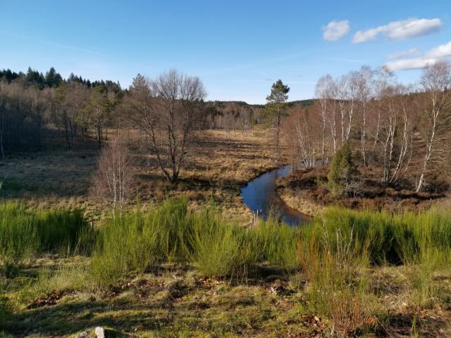 Landes Et Tourbières De La Mazure (36)