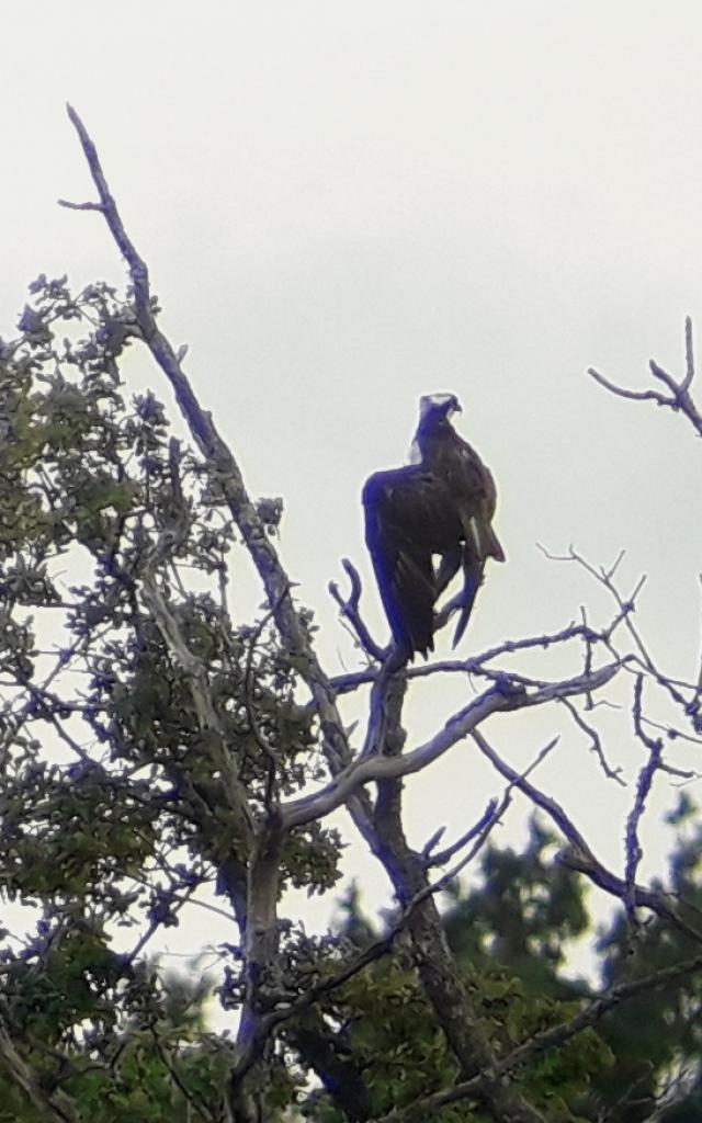 Balbuzard Pecheur Randonnée