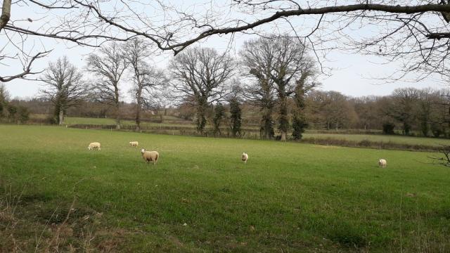 champ-de-moutons-betete-1.jpg