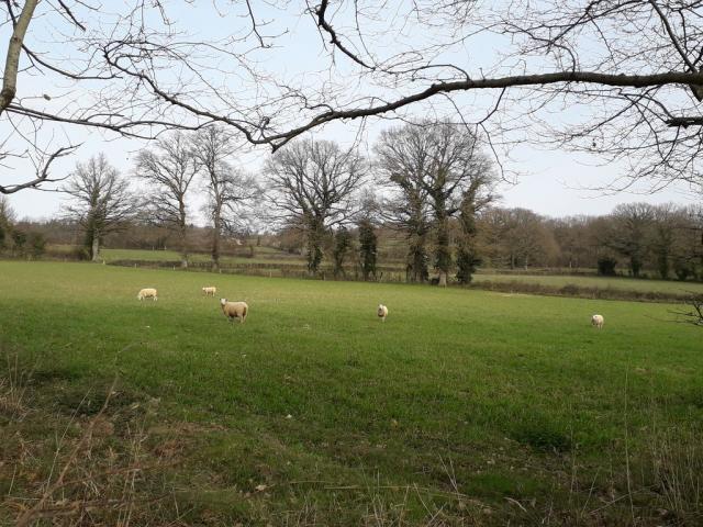 champ-de-moutons-betete-1.jpg