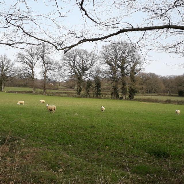 Champ De Moutons Bétête