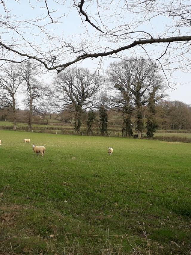 champ-de-moutons-betete-1.jpg