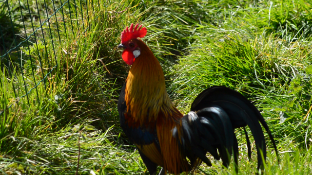 coq-ferme-des-clautres.png