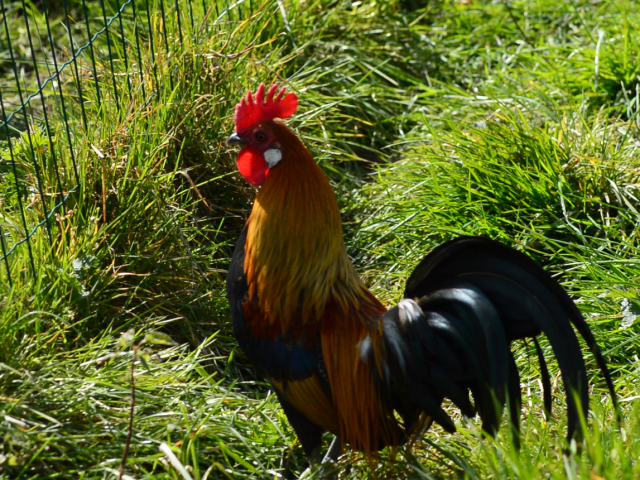 coq-ferme-des-clautres.png