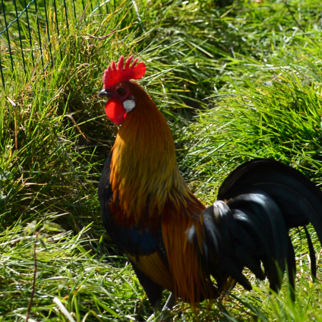 coq-ferme-des-clautres.png