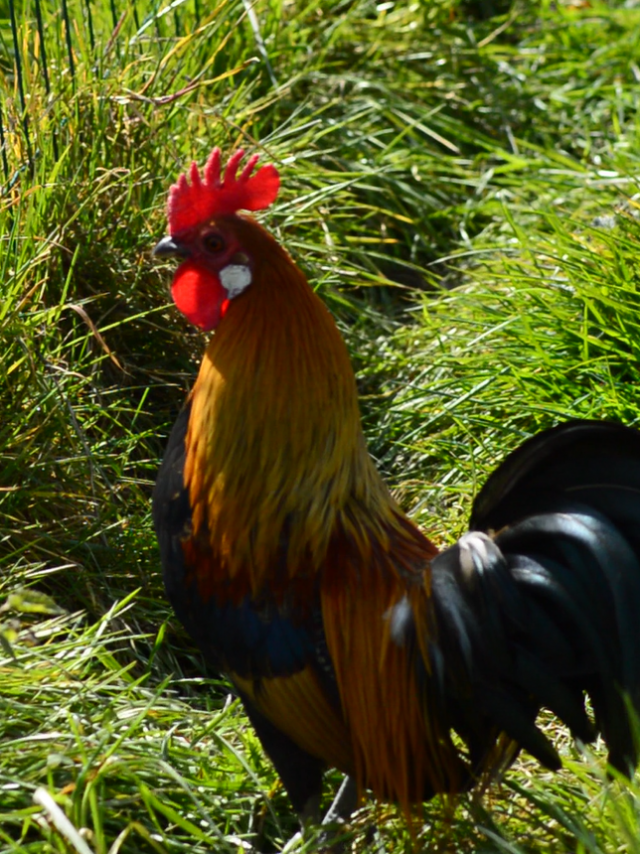 coq-ferme-des-clautres.png