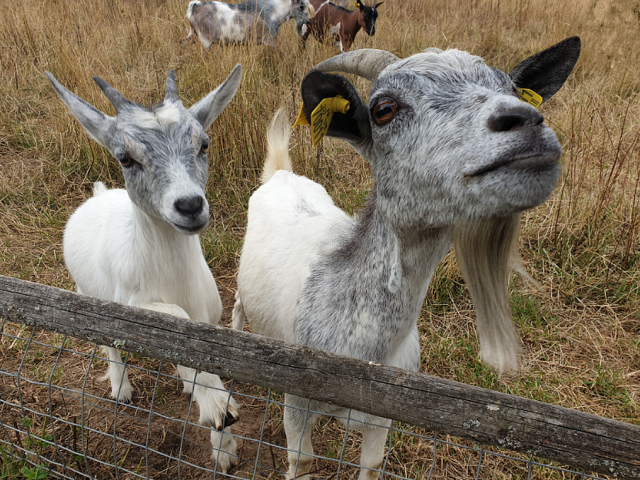 duo-chevres-ferme-des-clautres-2021.png