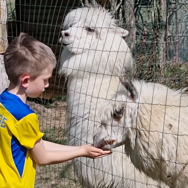 lama-gouter-avec-louis-philippe.png