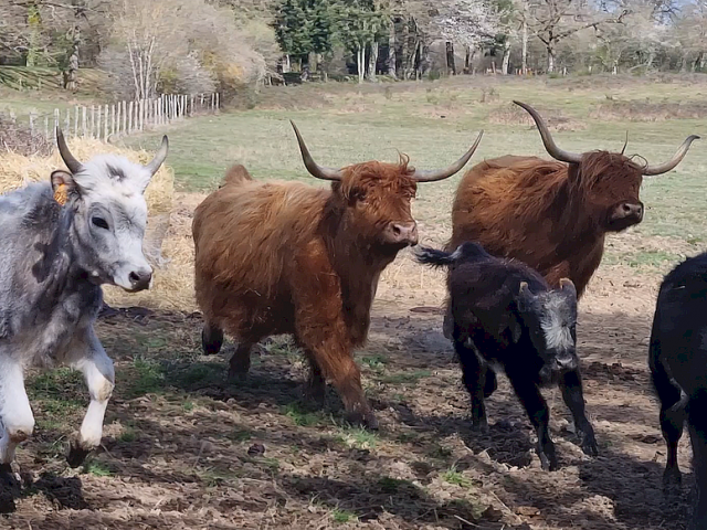 troupeau-ferme-des-clautres.png