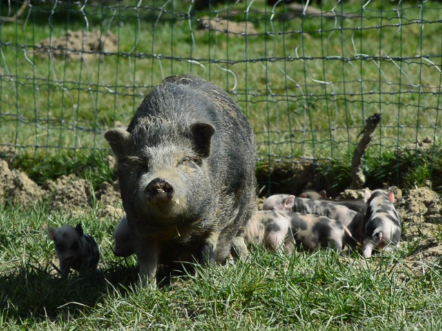 Cochons ferme des Clautres