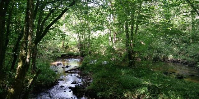 La forêt d'Epagne