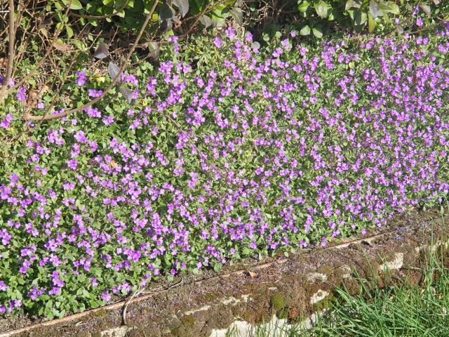 29-bois-de-lassoux-fleurs-violettes.jpg