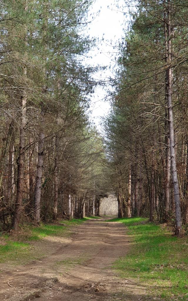 6-bois-de-lassoux-foret.jpg