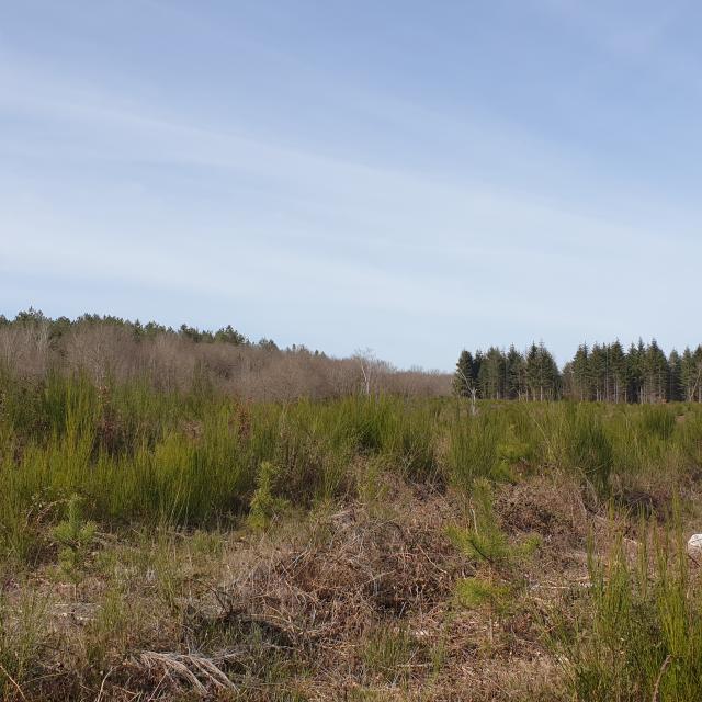 9-bois-de-lassoux-paysage.jpg