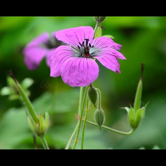 Jardin De La Sagne 3