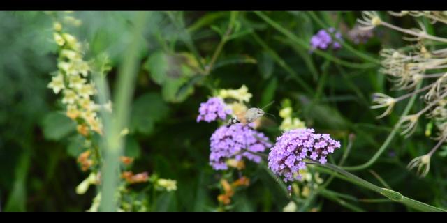 Jardin De La Sagne 5