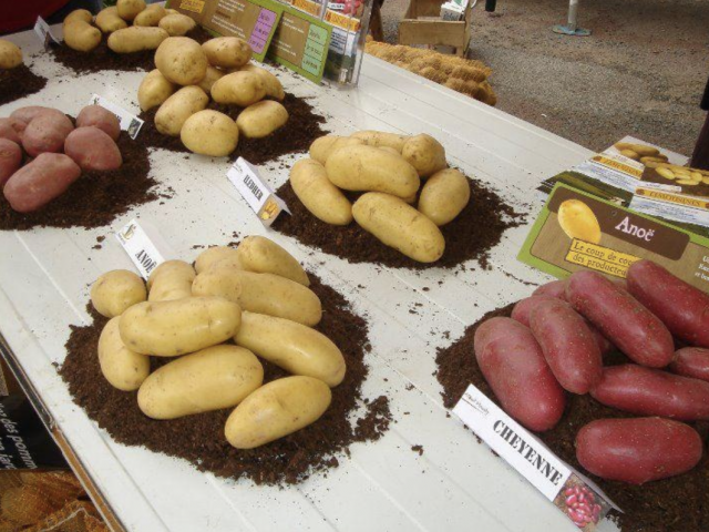 Fete de la patate - Jarnages