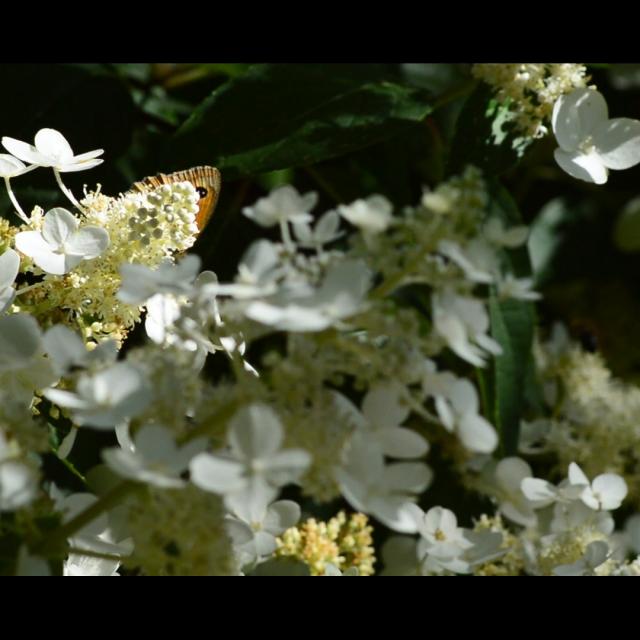 Jardin Artbotanic