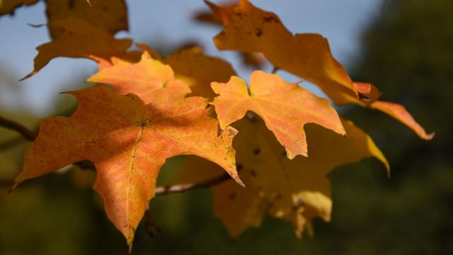 Feuilles