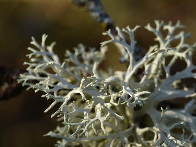 lichen.jpg