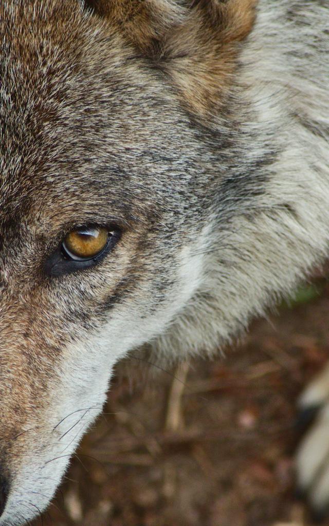 Parc Aux Loups Guéret 2