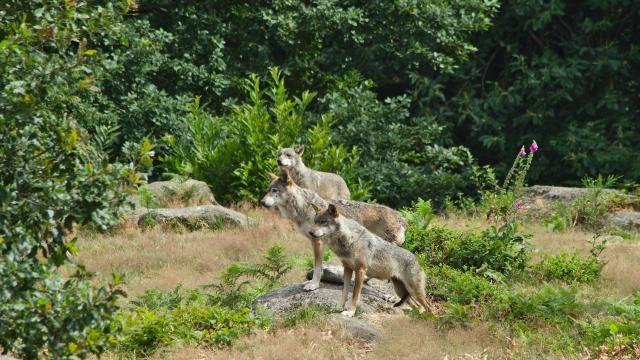 Parc Aux Loups Guéret 3