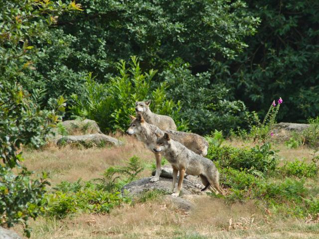 parc-aux-loups-gueret-3.jpg