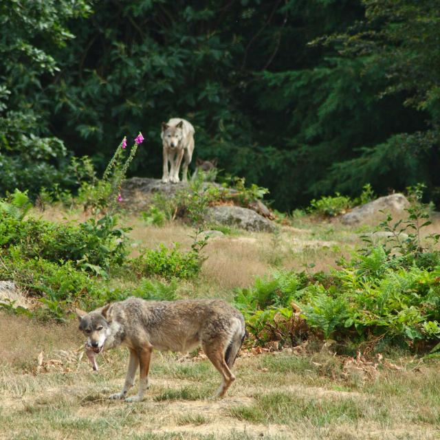 parc-aux-loups-gueret-4.jpg