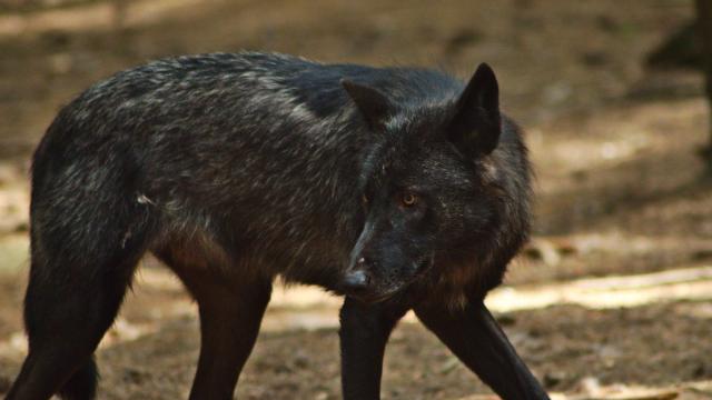 parc-aux-loups-gueret.jpg