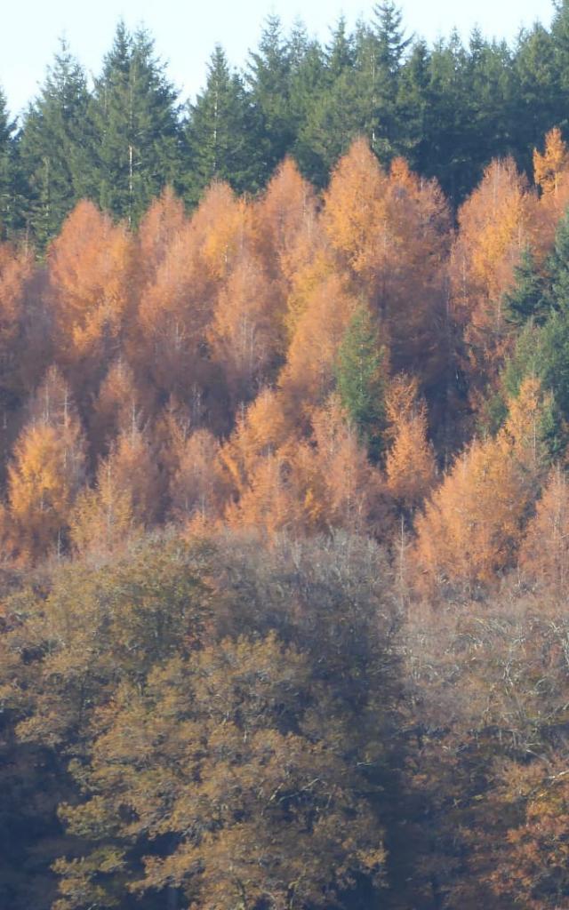 Vassiviere en automne