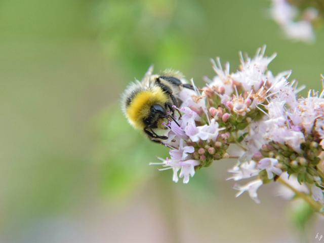 Cite Des Insectes2 ©b.gazonnaud