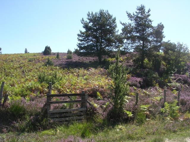 Landes et bruyère© L Puissant