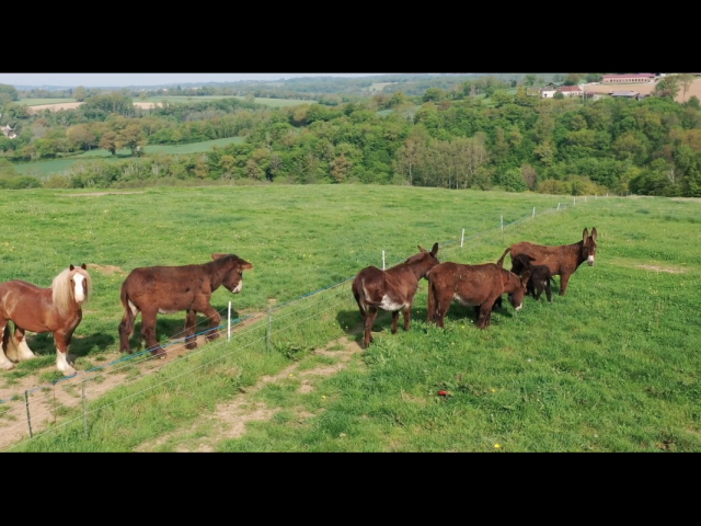 Asinerie-de-la-Petite-Creuse11.png