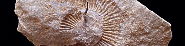 ammonite-969190_1280-1.jpg