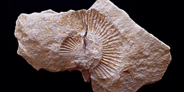 ammonite-969190_1280-1.jpg